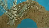 lion fish
