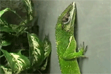 lizard eyes