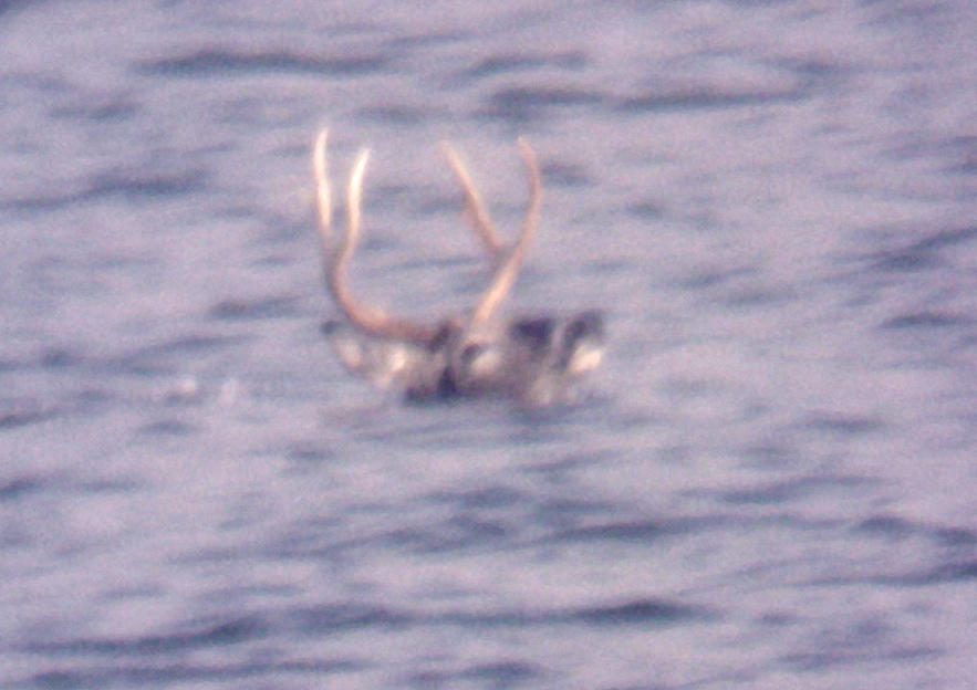 White-tailed Deer - 11-26-2011 swimming across Pickwick Lake.