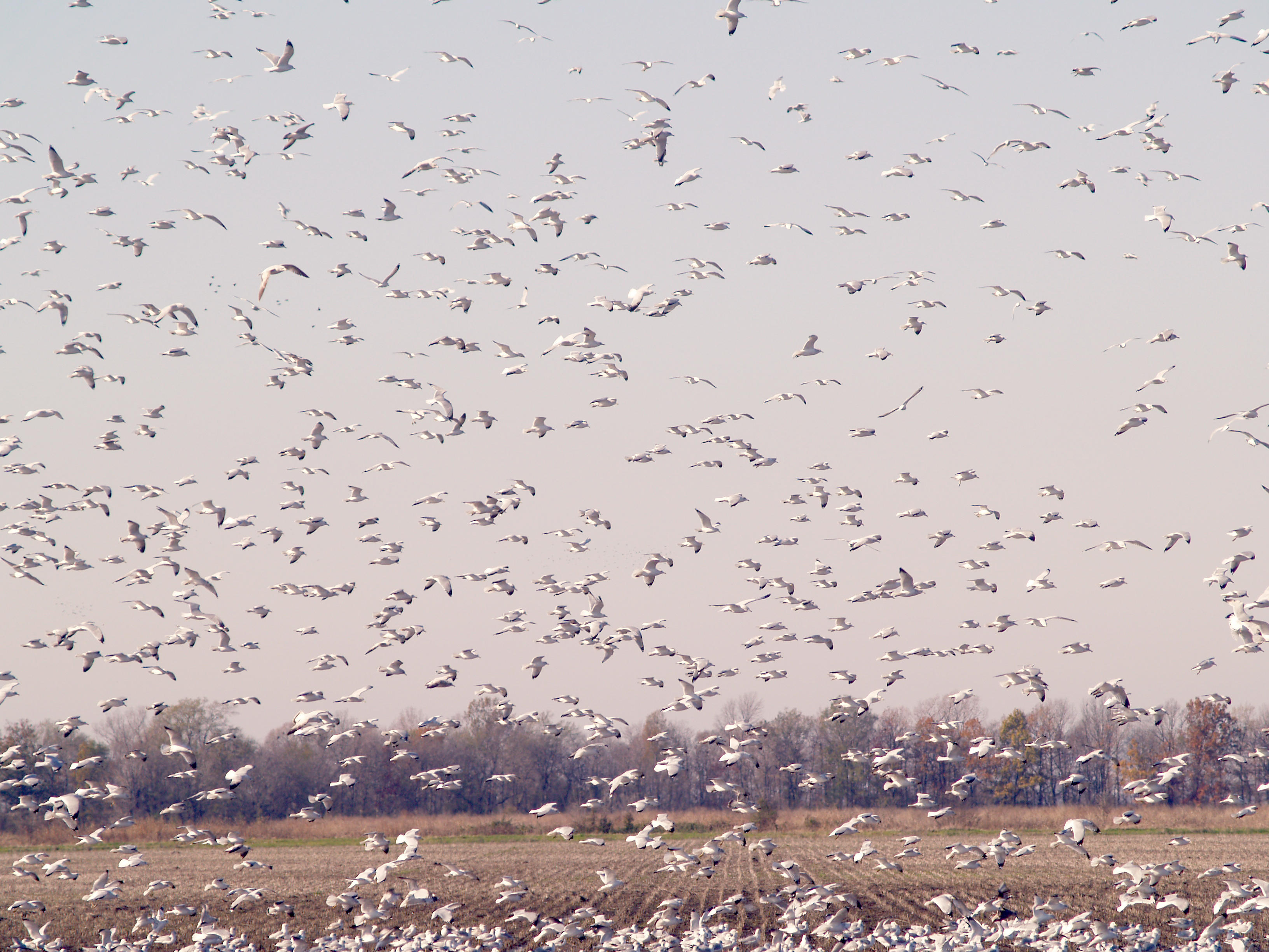 Tunica Gulls - 12-10-2011.