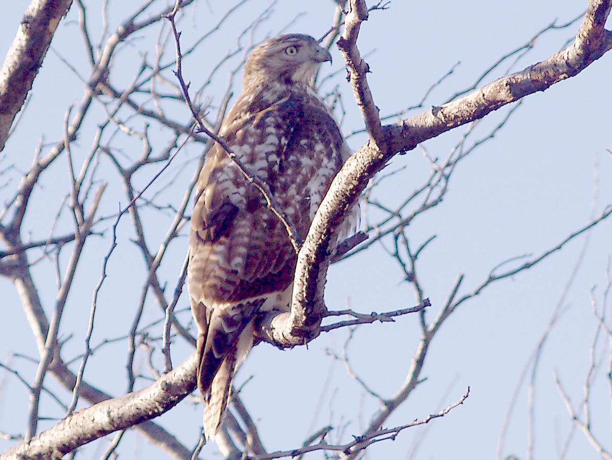 Red-tailed Hawk - 11-30-2011 - imm. borealis Tunica Co. MS