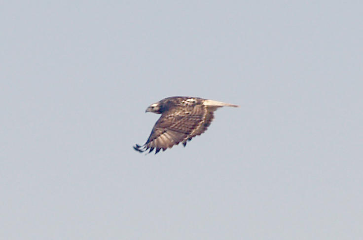 Red-tailed Hawk - 12-10-2011 - Light Morph-  Harlans - Tunica Co. MS.