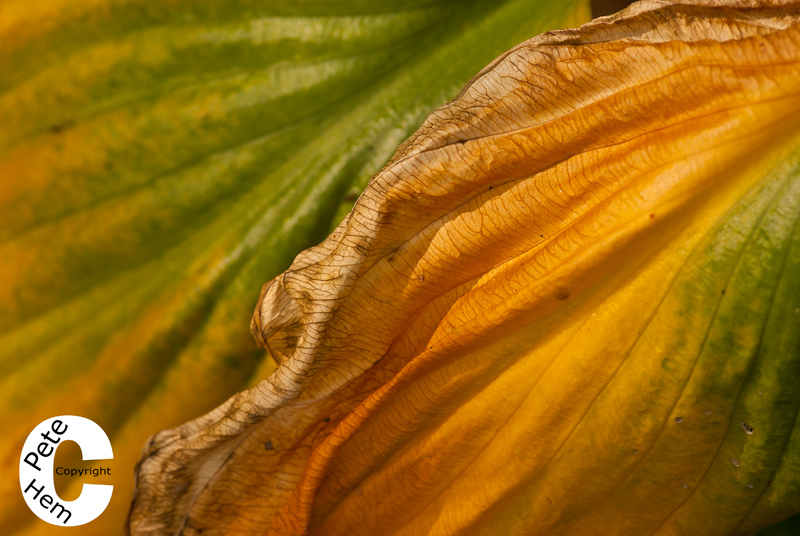 Hosta leaves