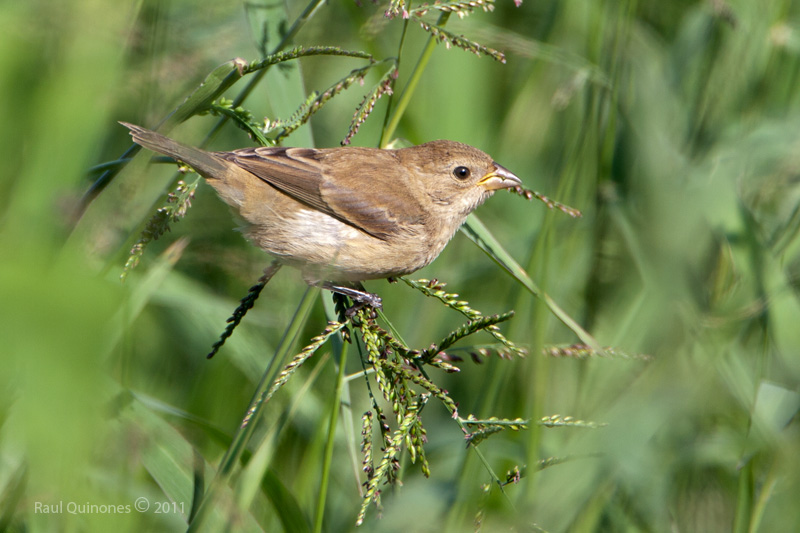 Indigo Bunting (fall)