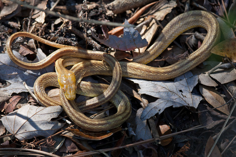 Rat snake