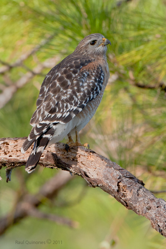 Red-Shouldered Hawk