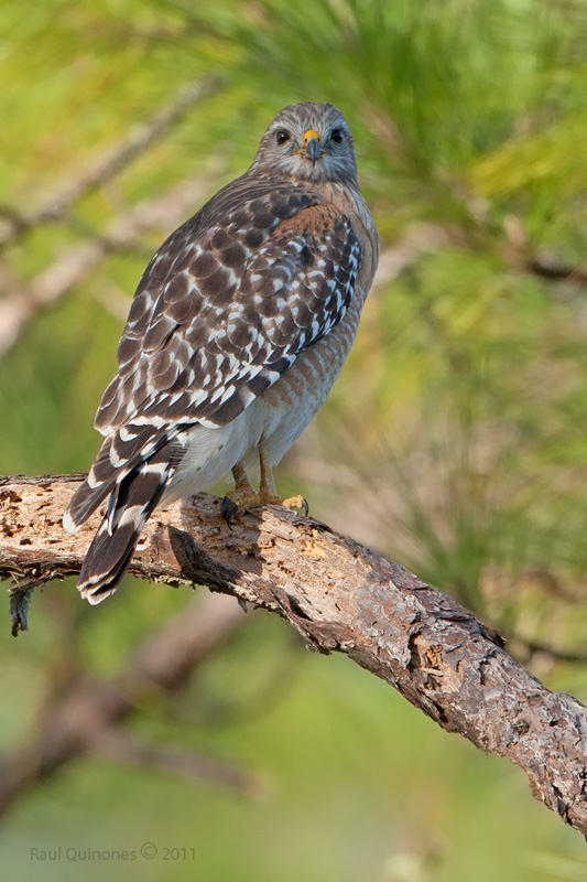 Red-Shouldered Hawk