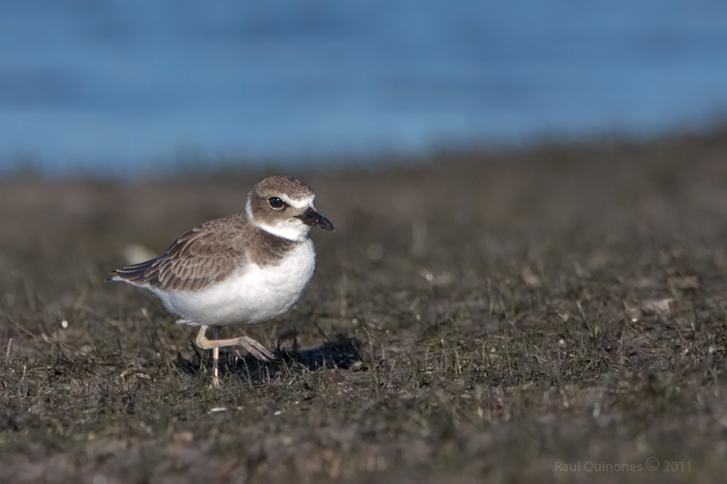 Wilson Plover