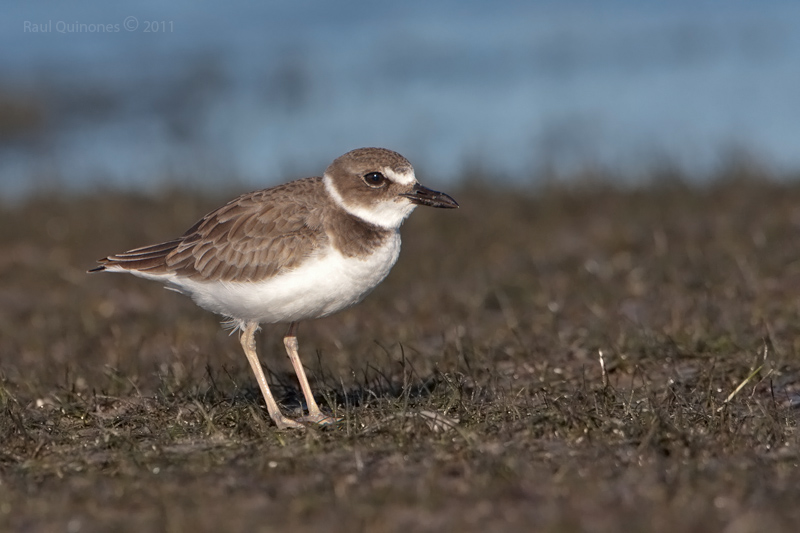 Wilson Plover