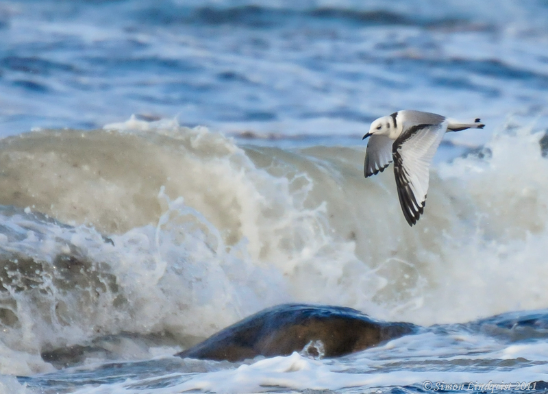 Kittiwake (Rissa tridactyla)