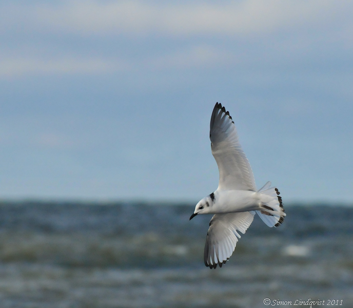 Kittiwake (Rissa tridactyla)