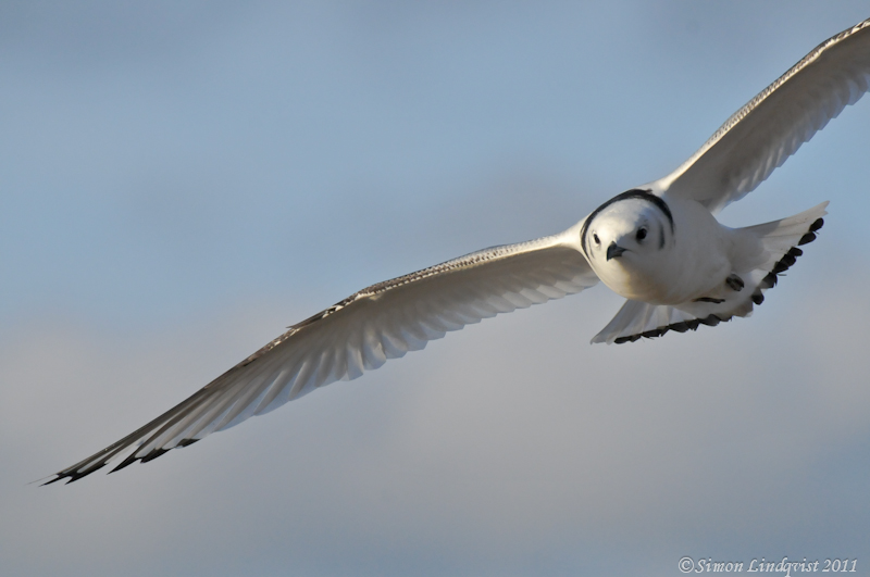 Kittiwake (Rissa tridactyla)