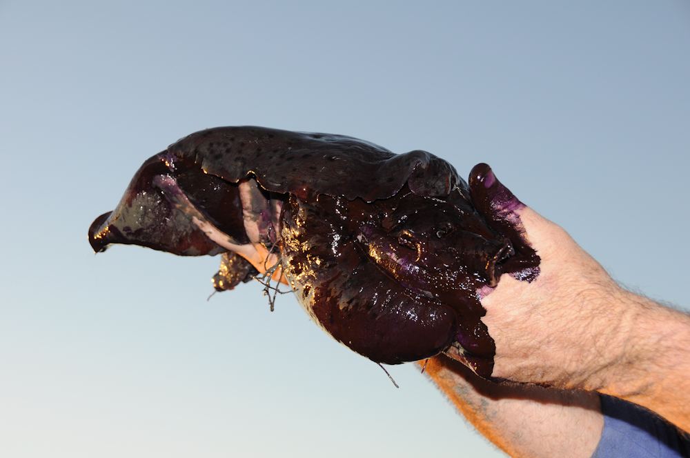 Sea Hare-1.jpg