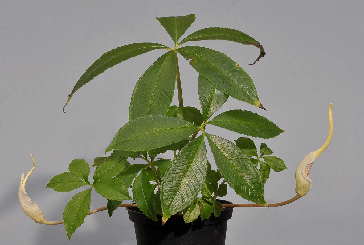 Amorphophallus myosuroides
