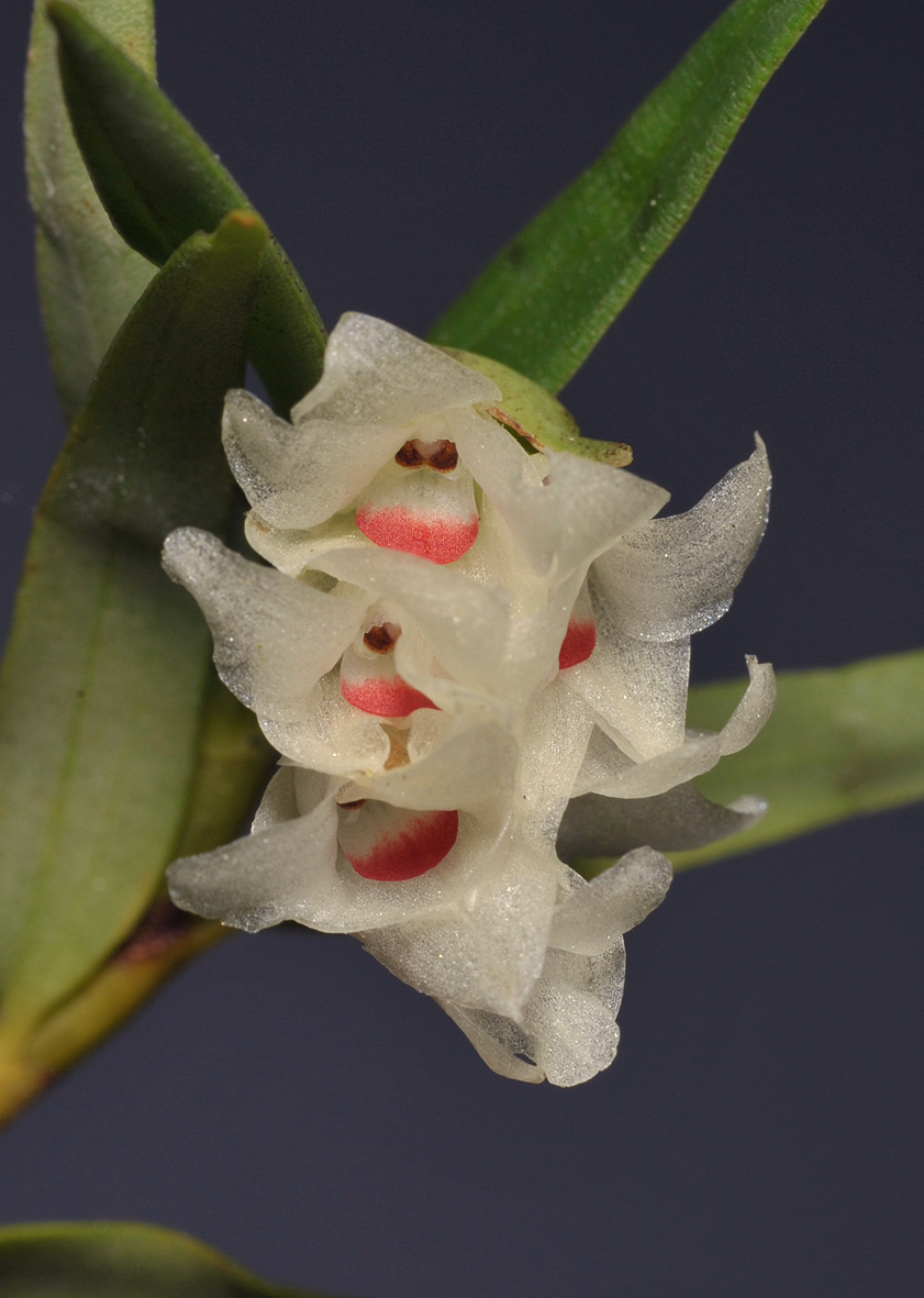 Glomera sp. Close-up.