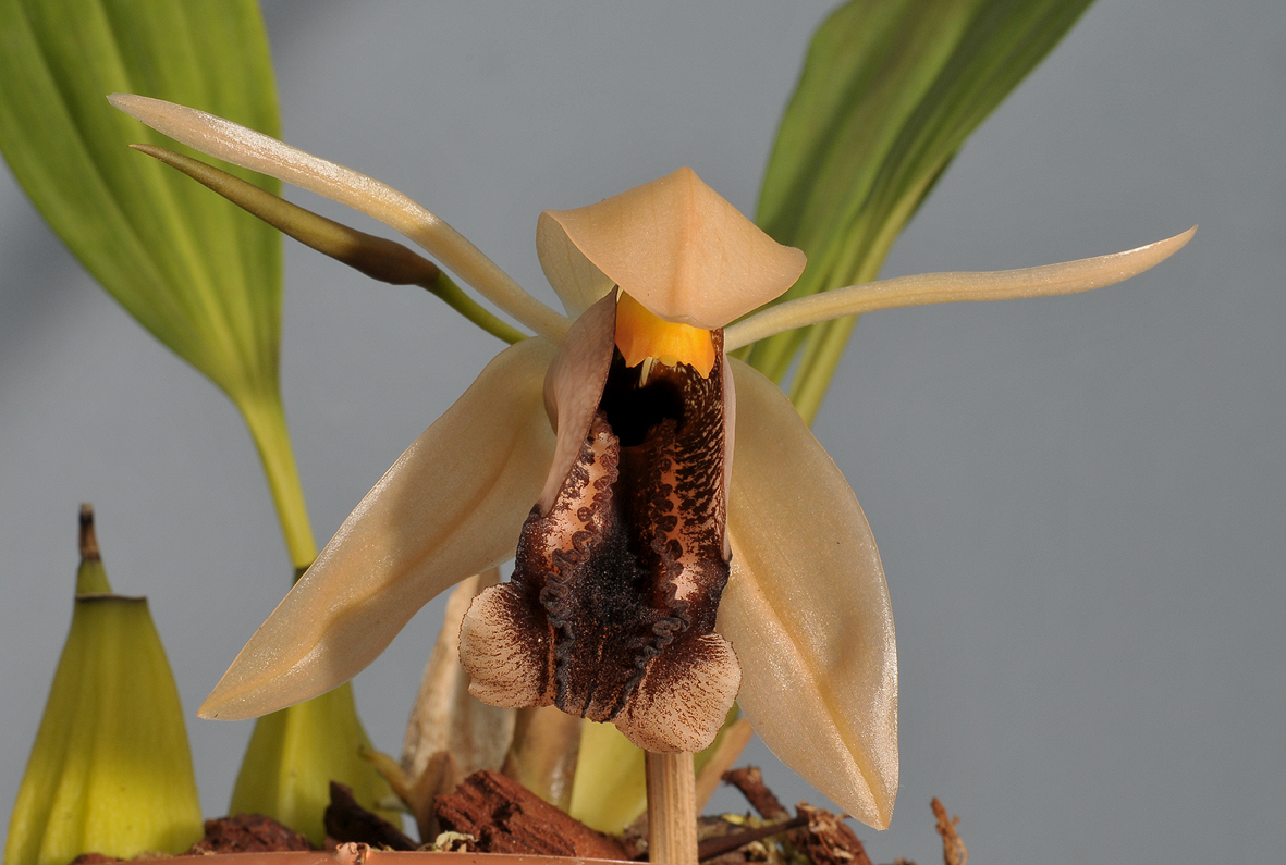 Coelogyne xyrekes. Closer
