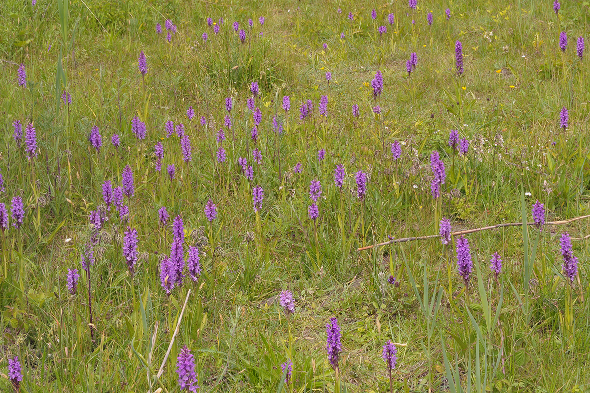 Dactylorhiza majalis subsp. praetermissa and Epipactis growing alongside a road in the City of Utrecht.