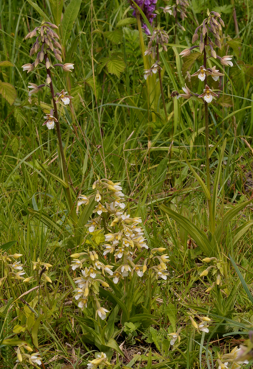 Epipactis palustris and white flowered form.