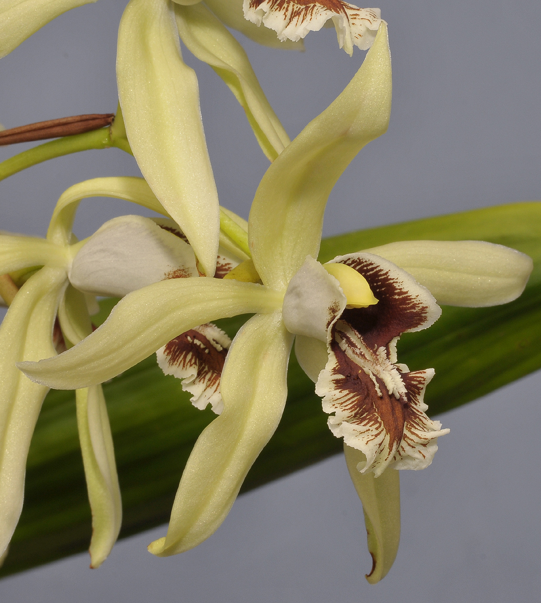 Coelogyne X Albanense. Close-up side.