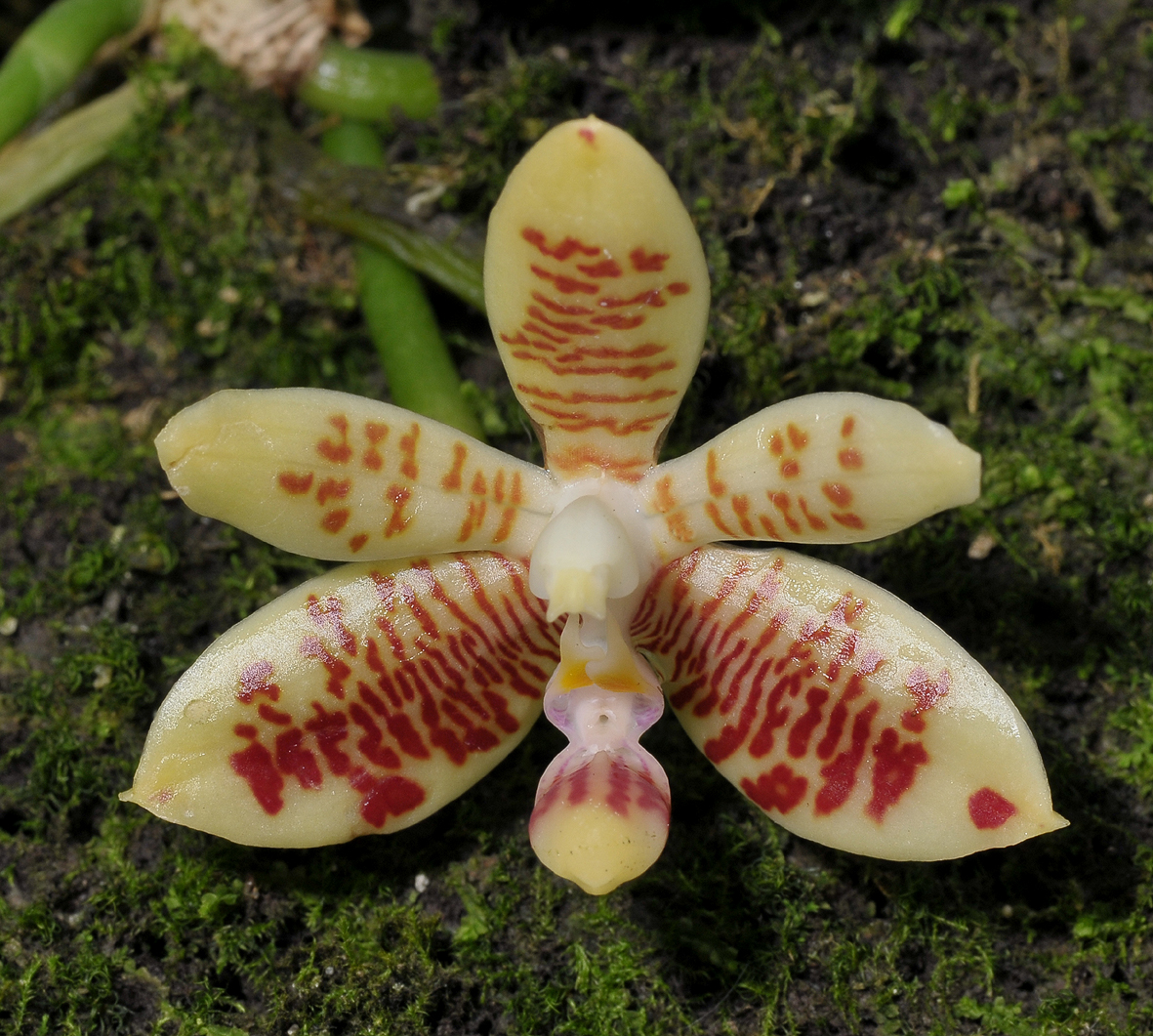 Phalaenopsis inscriptiosinensis