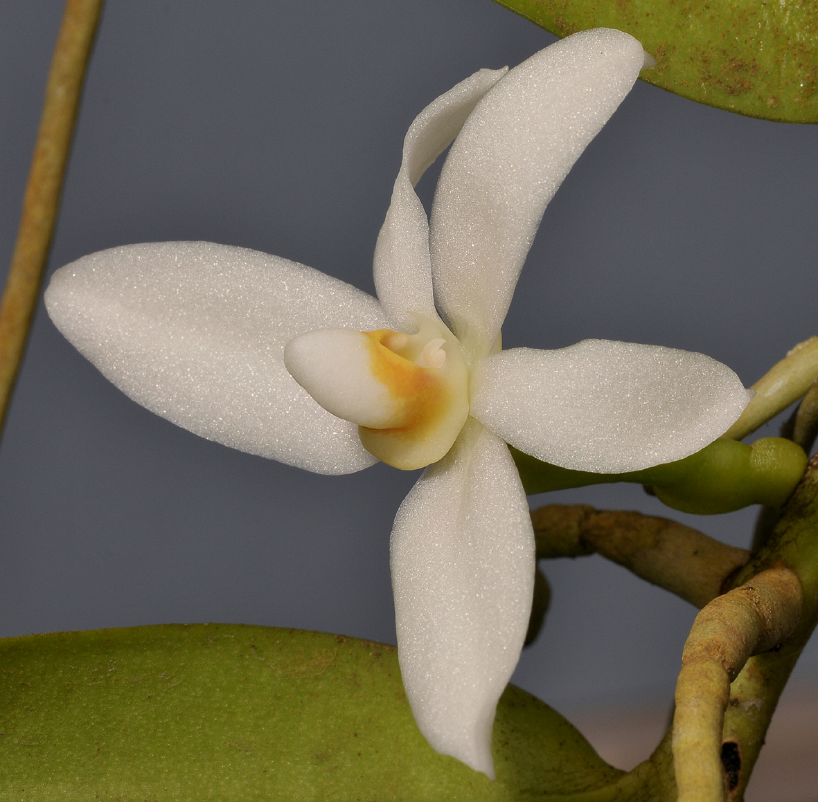 Thrixspermum calceolus. Close-up.