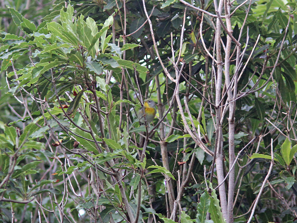 Messngare - Northern Parula (Parula americana)