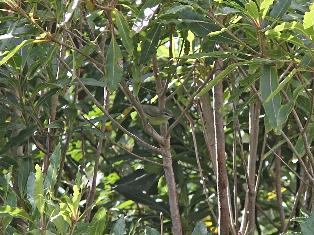 Kanadavireo - Philadelphia Vireo (Vireo philadelphicus)