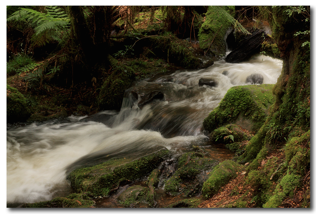 Rainforest water flow