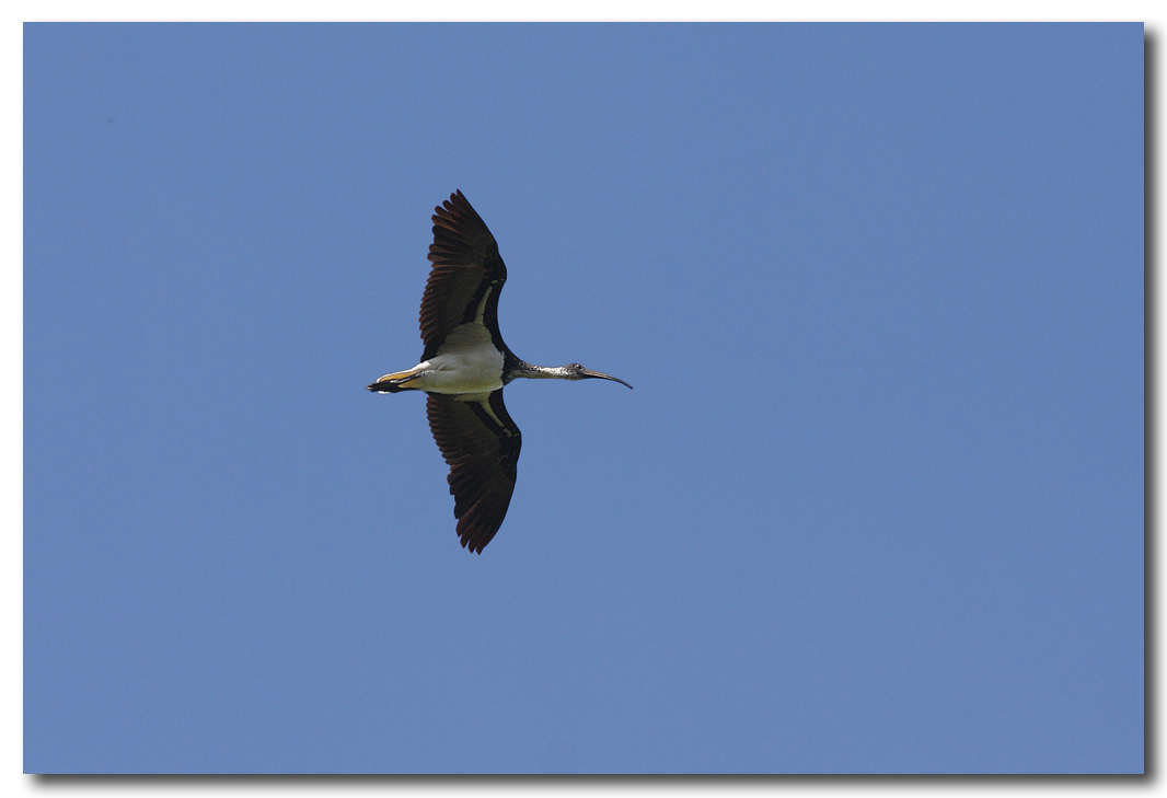 Straw-necked Ibis