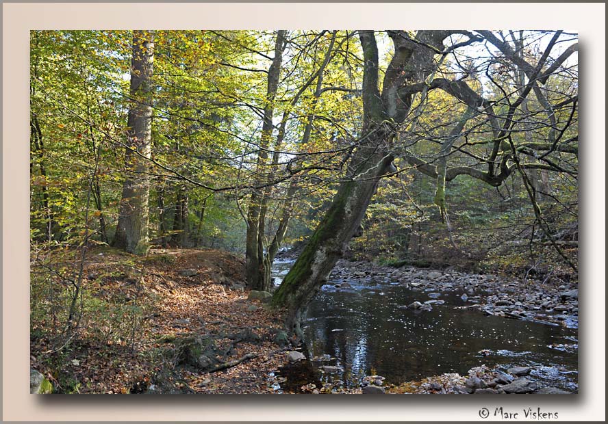 Herfst Fall Automne Ternell Hertogenwald 