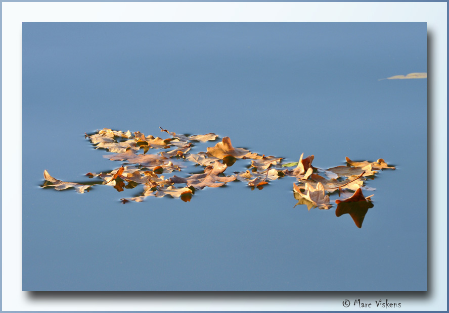 Fall leafs in the water