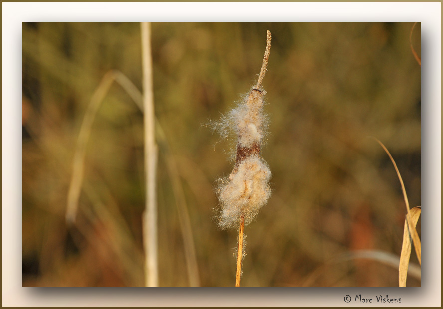 Herfst Automne Fall