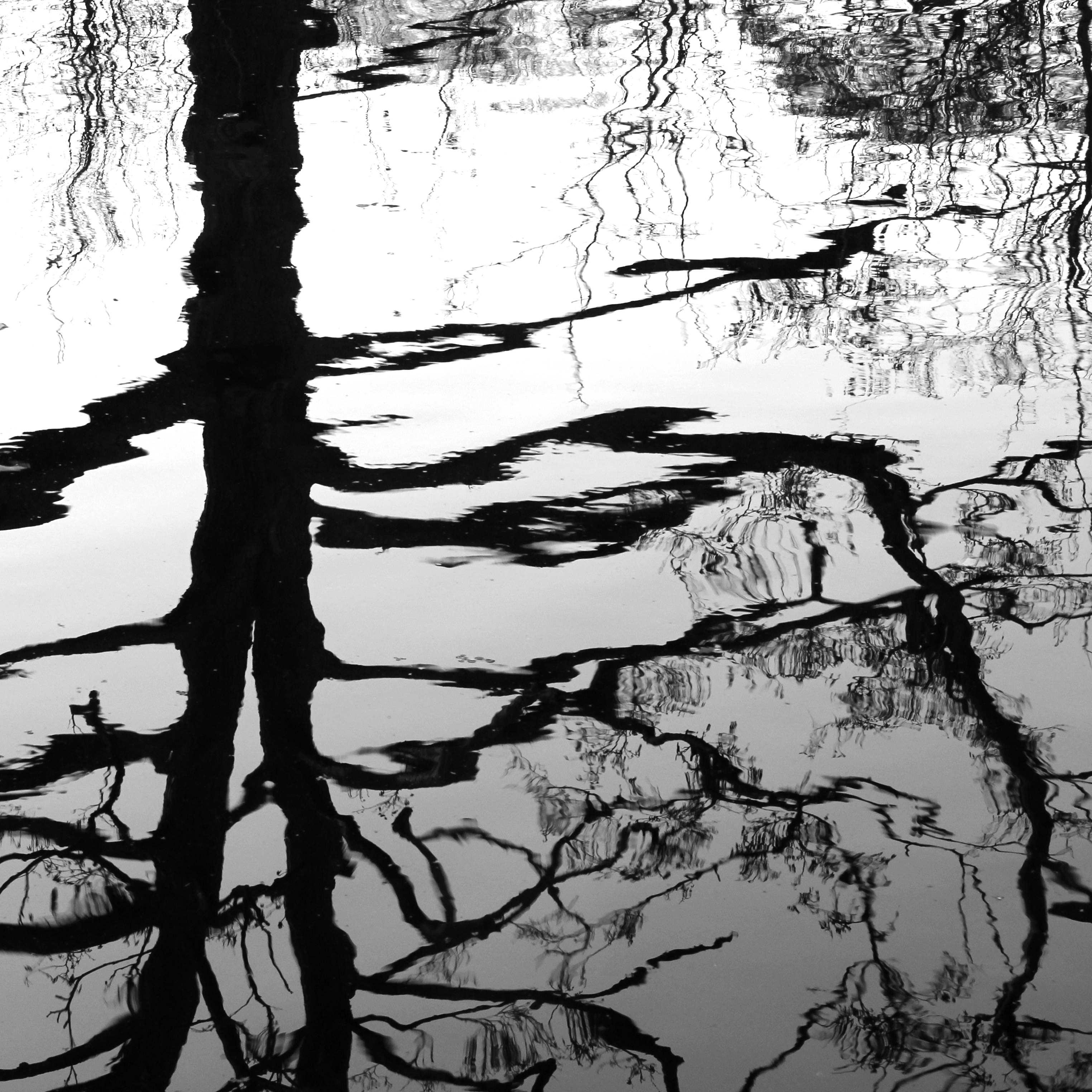 323:365<br>Tree in the Water