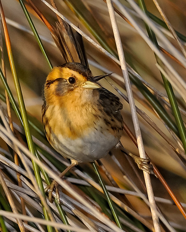 NELSONS SHARP-TAILED SPARROW