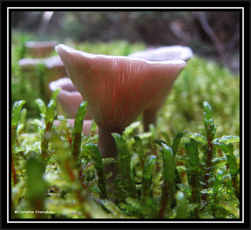 Lactarius Mushrooms