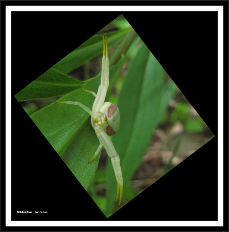 Goldenrod Crab spider, female (<em>Misumena vatia</em>)
