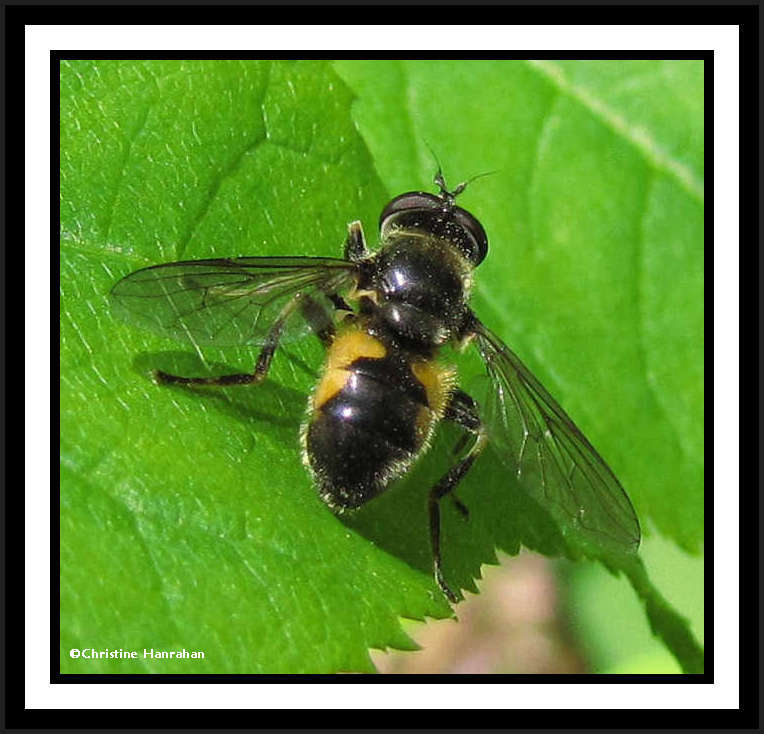 Hover fly (Blera)