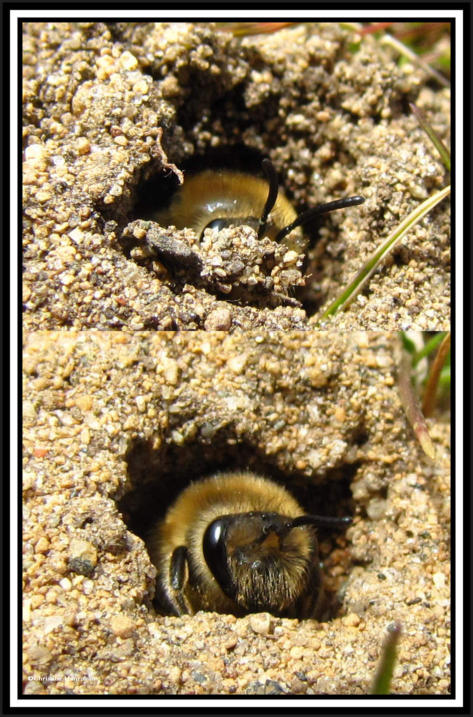 Plasterer bee constructing nest (<em>Colletes</em>)