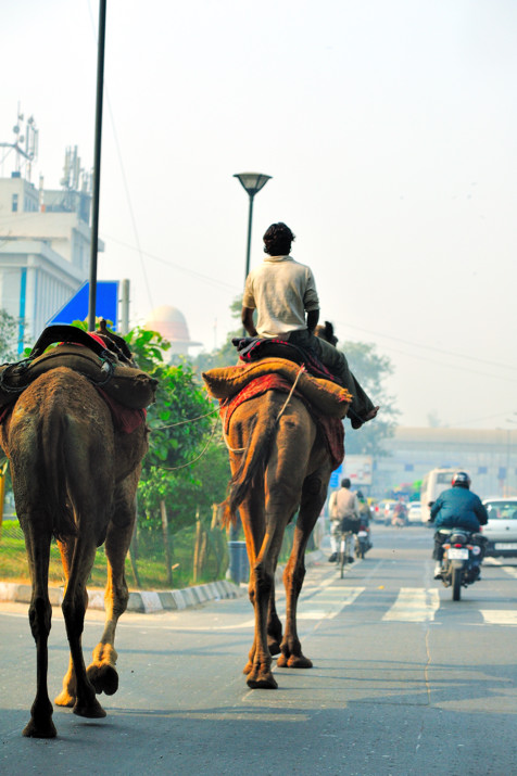 Camel rider