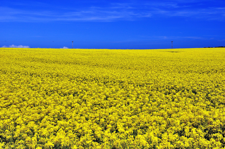 Yellow Fields