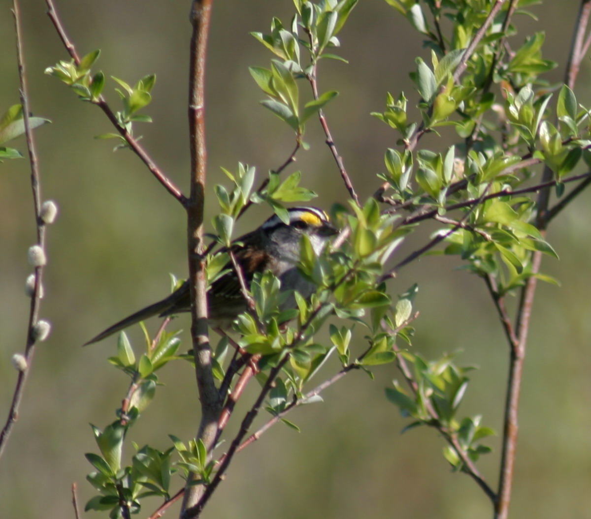 558_white_throated_sparrow.jpg