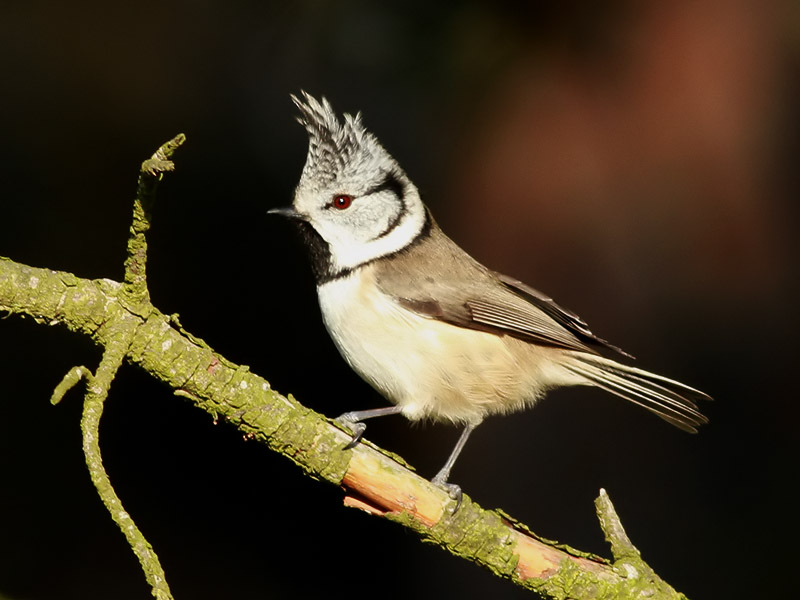 Tofsmes <br>  Crested Tit  <br> Lophophanes cristatus