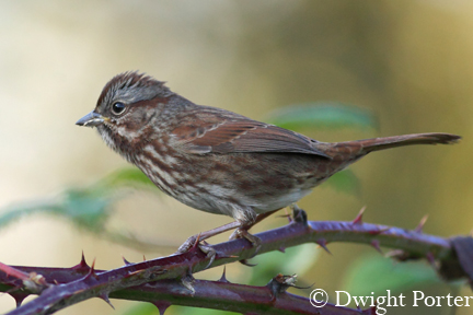 Song Sparrow