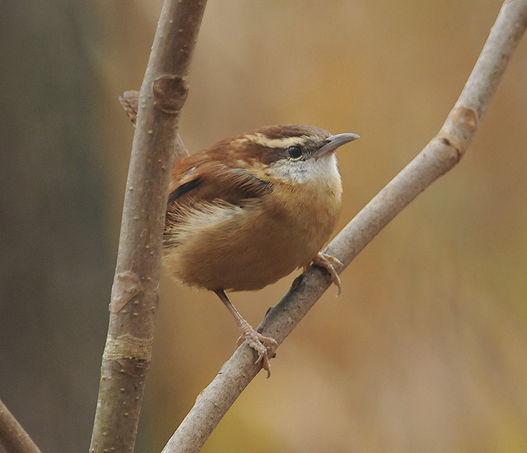 Carolina Wren