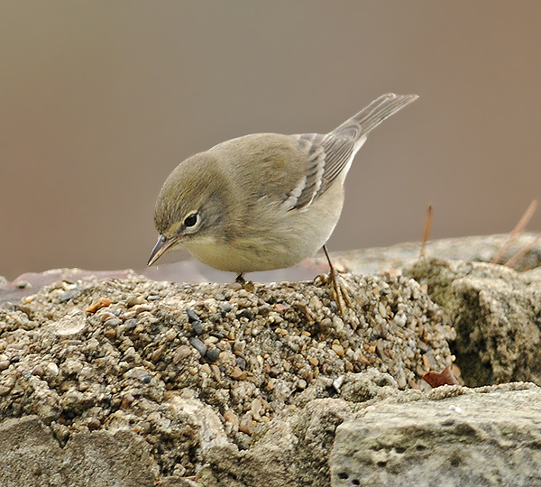 Female