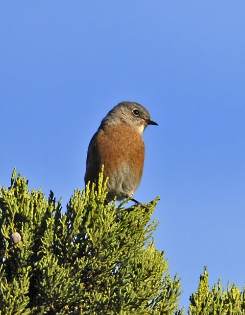 Western Bluebird Female