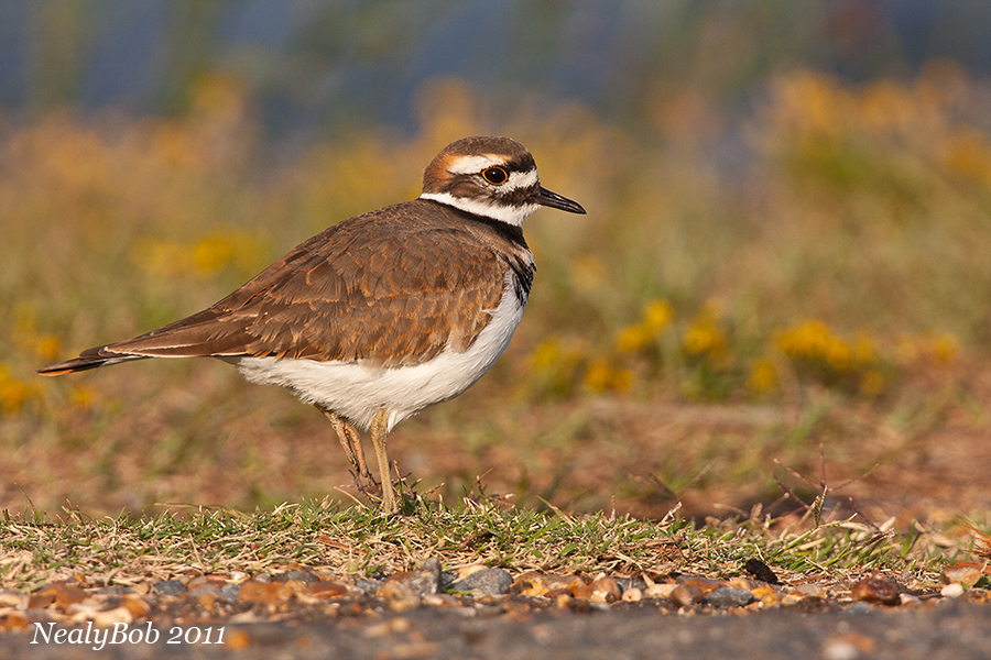 Killdeer November 1
