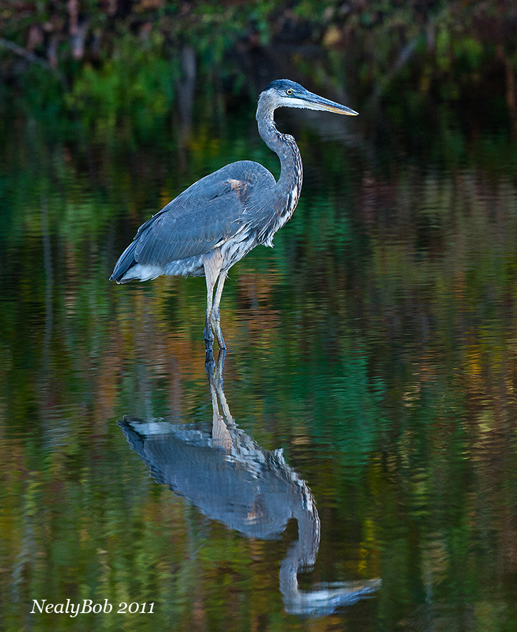 Great Blue Heron November 4