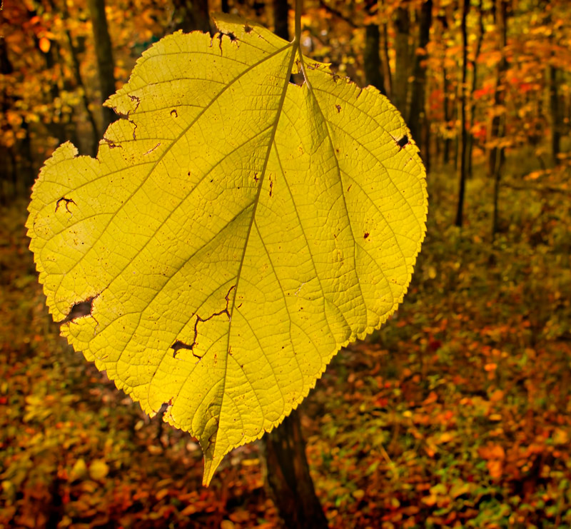 Big Leaf