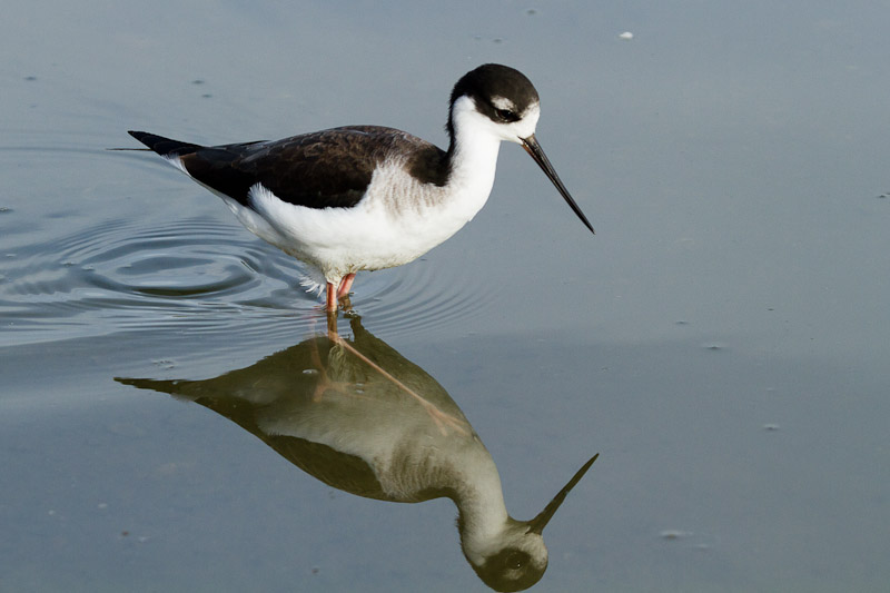 Black-necked Stilt